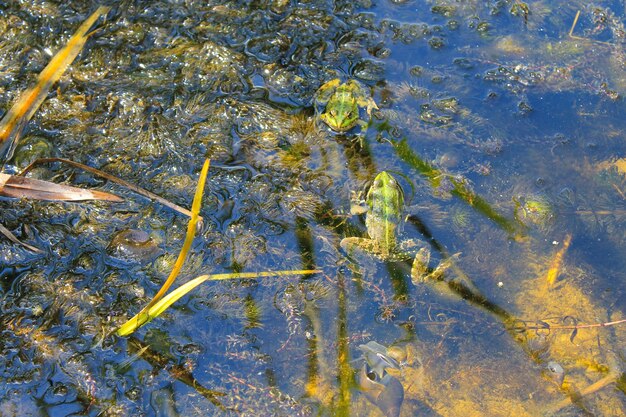 Ranas en el pantano