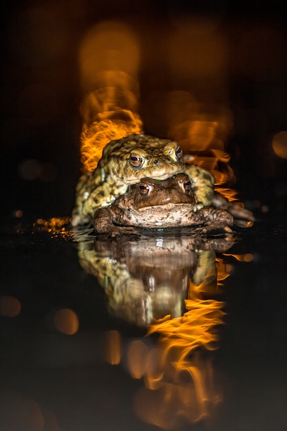 Ranas, sapos comunes (bufobufo) en la naturaleza en la migración belga