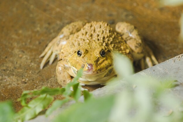 Ranas en el suelo en el estanque, que es un animal anfibio