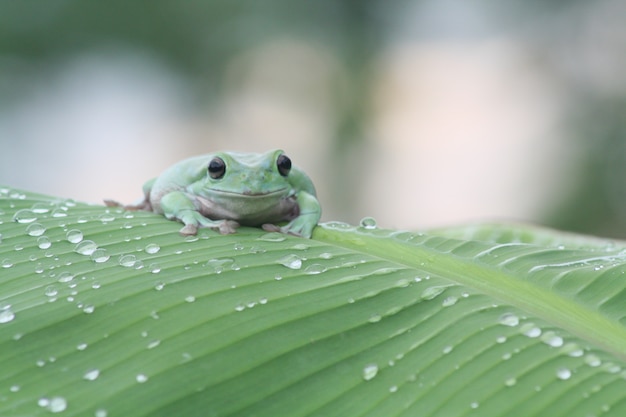 Ranas verdes en hojas de plátano con gotas de lluvia.