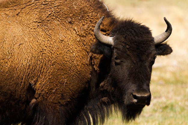 Rancho Buffalo en el Medio Oeste.