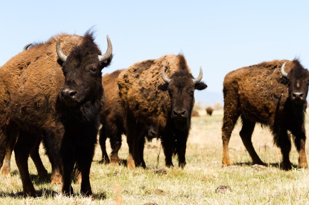 Rancho Buffalo en el Medio Oeste.