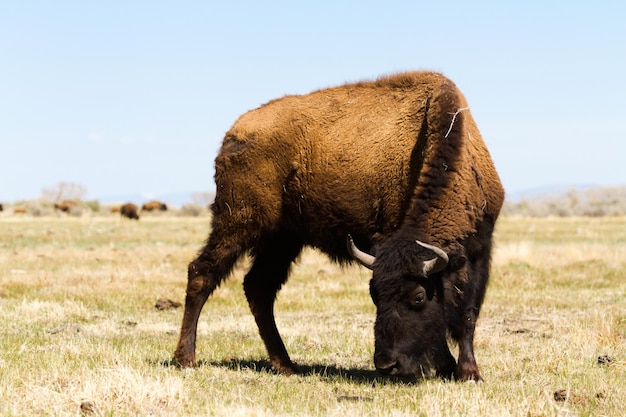 Rancho Buffalo en el Medio Oeste.