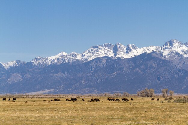 Rancho Buffalo en el Medio Oeste.