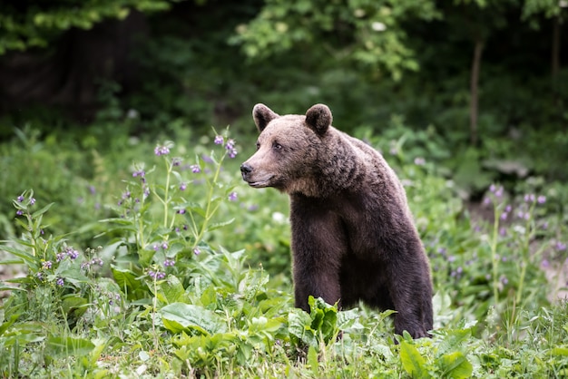 Rand des Braunbären im Wald.