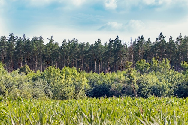 Rand des Kiefernwaldes der Kiefern