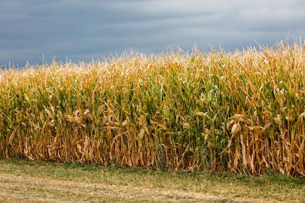 Rand eines großen Maislabyrinths auf der Farm im Mittleren Westen.