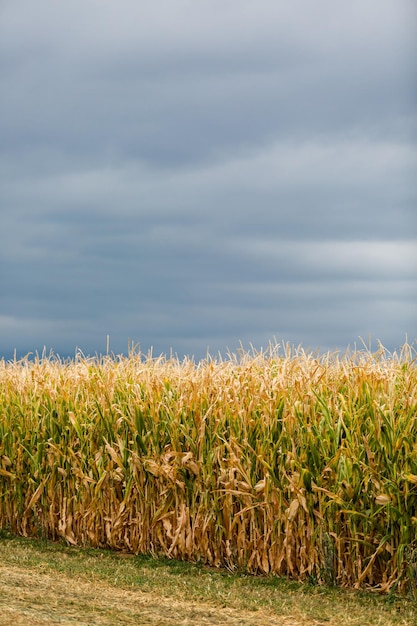 Rand eines großen Maislabyrinths auf der Farm im Mittleren Westen.