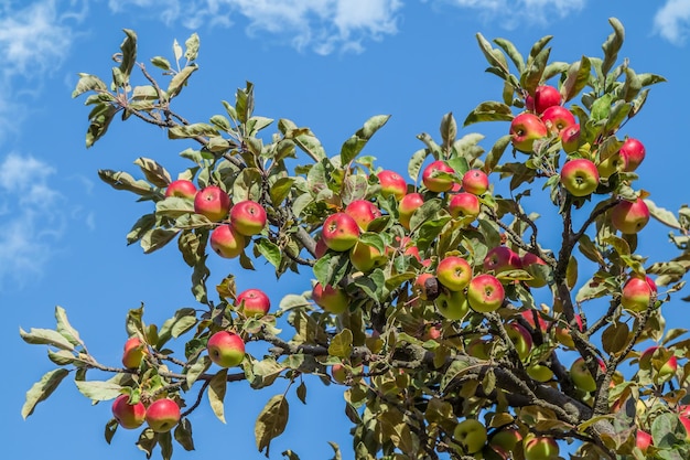 Ranetki de manzanas silvestres en otoño en la naturaleza en un árbol contra el cielo