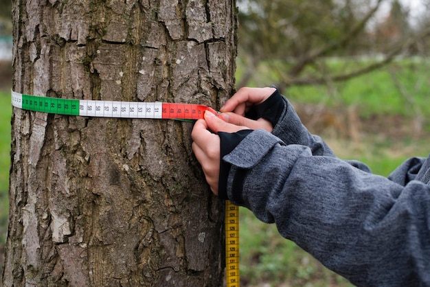 Ranger mide la circunferencia del árbol con una cinta, inspección por un silvicultor en primavera, madera