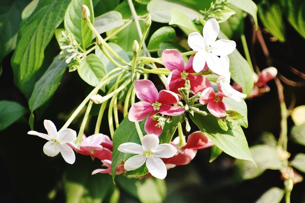 Rangoon-Kreeper schöne Blumen auf dem Baum