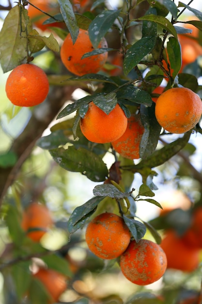 Rangpur-Kalkfrucht auf der Baumnahaufnahme