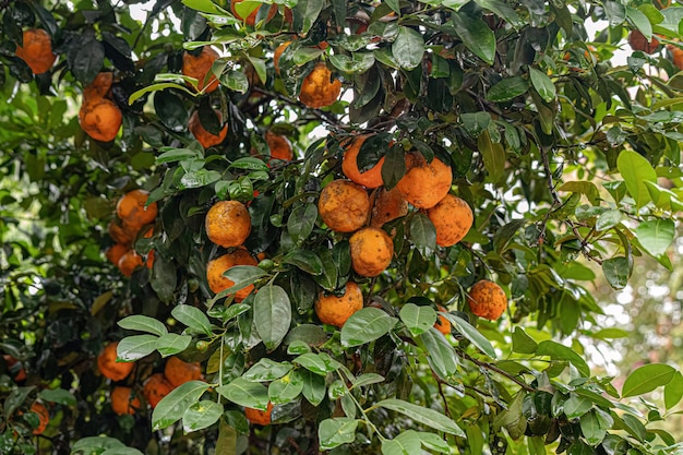 Rangpur-Obstbaum