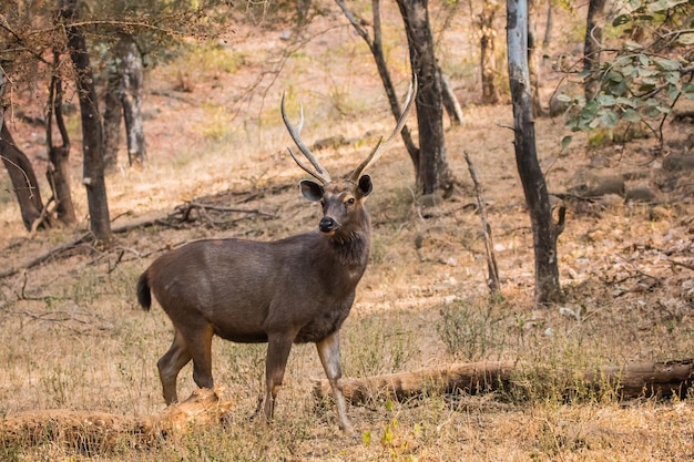 Ranthambhore Nationalpark Sawai Madhopur Rajasthan Indien