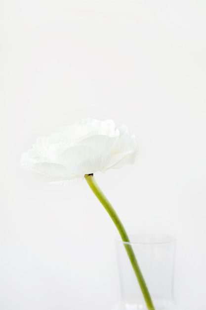 Ranúnculo de flor de ranúnculo único en un jarrón con forma de botella de vidrio sobre un fondo de pared blanco mínimo con espacio de copia Composición floral Fondo de pantalla de botánica o tarjeta de felicitación