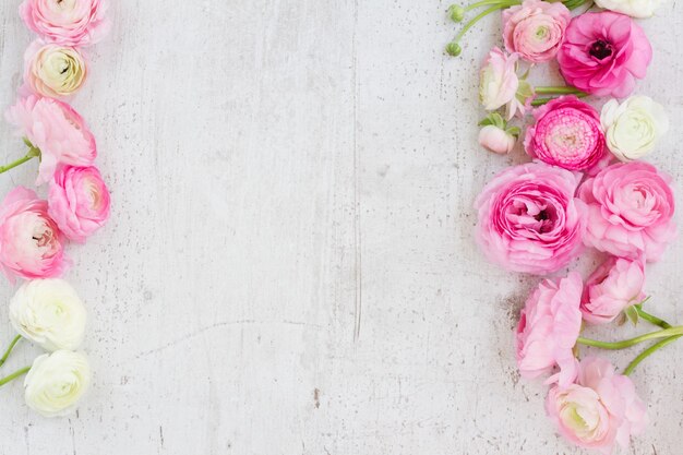 Ranúnculo rosa e branco desabrochando flores em fundo de madeira branco plano de cena