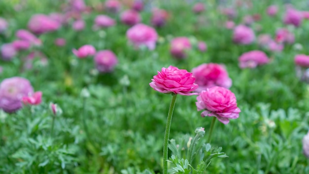 Ranúnculo rosa flor em um jardim