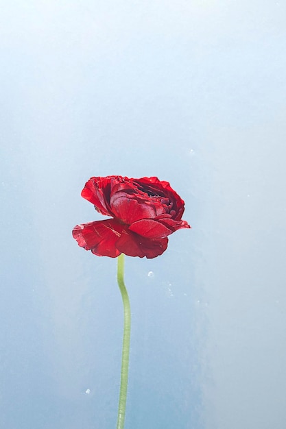 Foto ranúnculo vermelho em um vaso em um fundo branco.