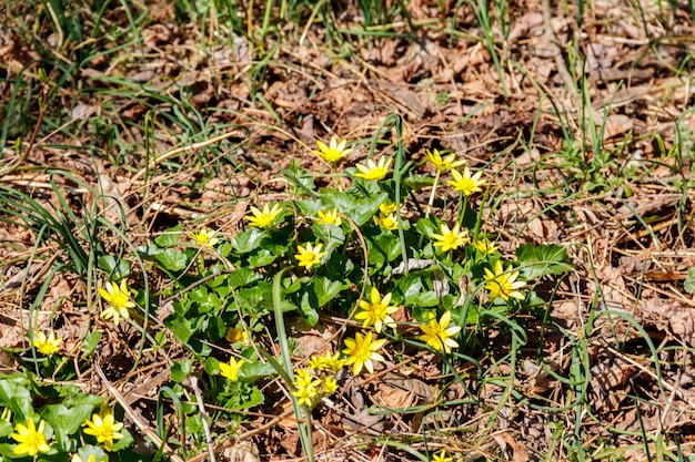 Ranúnculos amarillos en la pradera