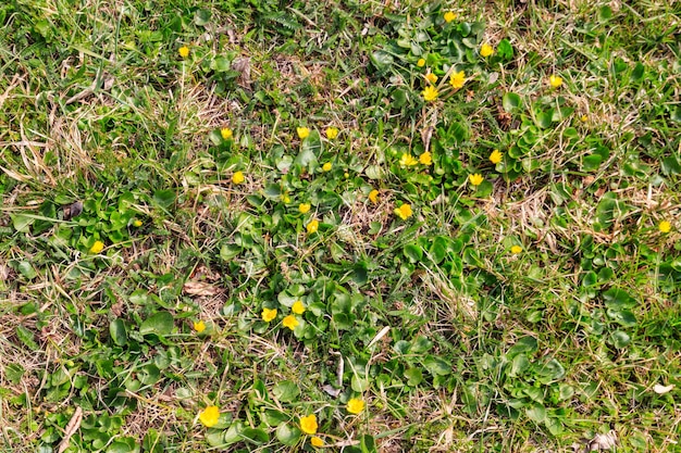 Ranúnculos amarillos en la pradera