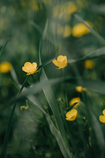 Ranúnculos amarillos en un prado en primavera