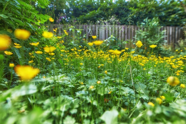 Ranúnculos de pradera que crecen en un jardín o patio trasero en casa en primavera Grupo de flores amarillas vibrantes de ranunculus acris que florecen y florecen en macizos de flores Exuberantes plantas verdes y horticultura silvestre