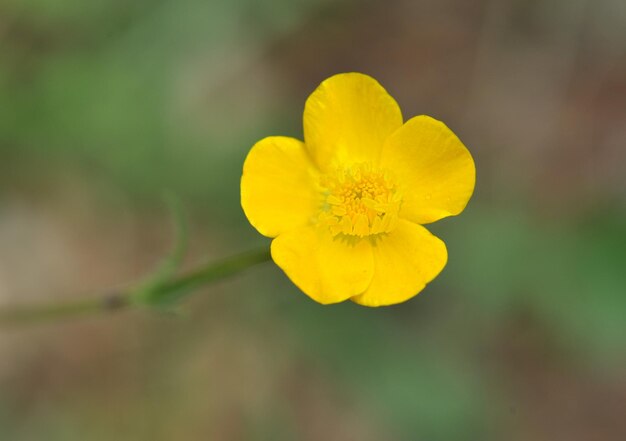 Ranunculus acris en la naturaleza