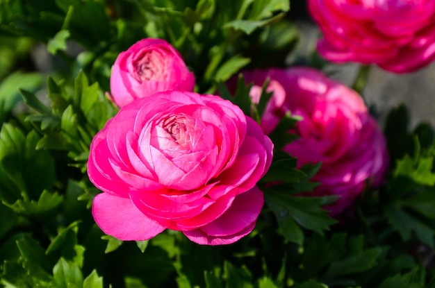 ranunculus asiaticus botón de oro