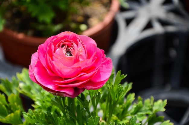 Ranunculus asiaticus Buttercup