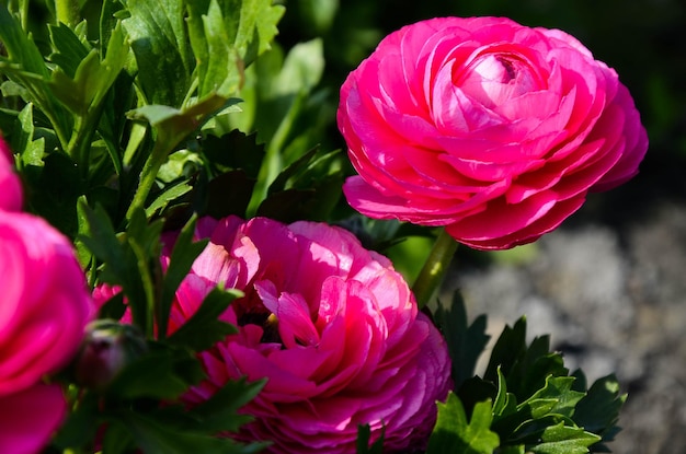 Ranunculus asiaticus Hahnenfuß