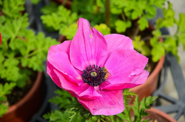 Ranunculus asiaticus Hahnenfuß