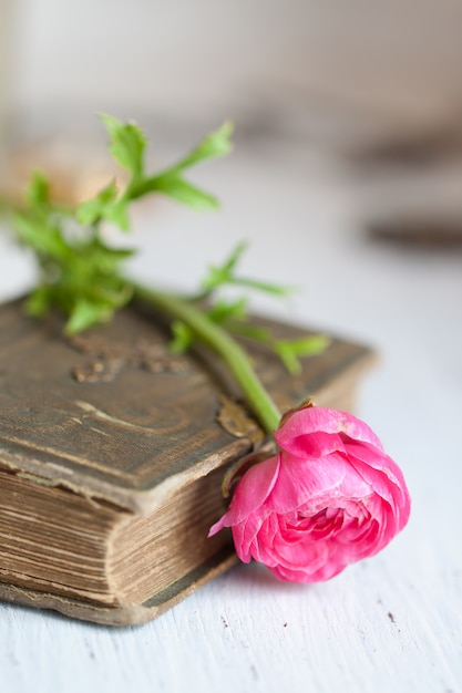 Ranunculus flor rosa en libro antiguo