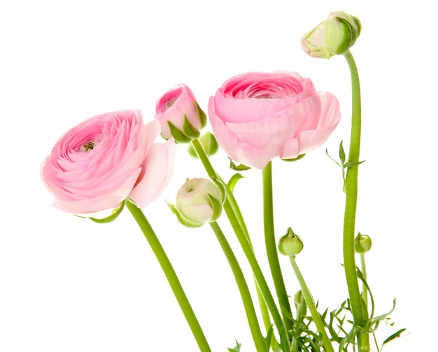 Ranunculus (ranúnculos persas), aislado en blanco