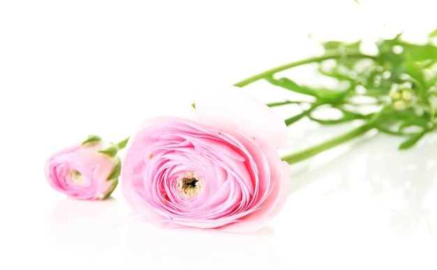 Ranunculus (ranúnculos persas), aislado en blanco