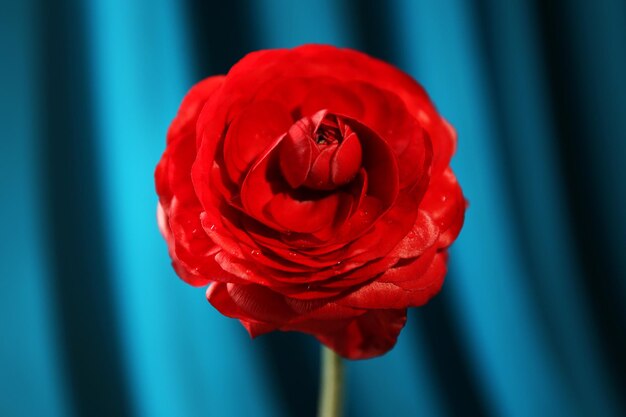 Ranunculus (ranúnculos persas), sobre fondo azul.