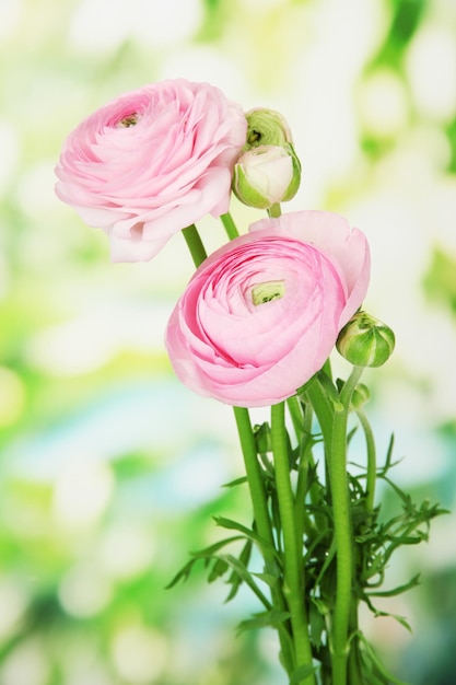 Foto ranunculus (ranúnculos persas) sobre fondo verde