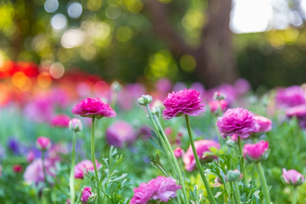 Ranunculus violeta no jardim