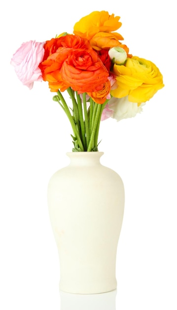 Ranunkeln (persische Butterblumen) in Vase, isoliert auf weiß