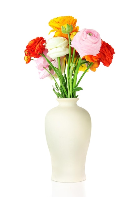 Ranunkeln (persische Hahnenfuß) in Vase, isoliert auf weiß