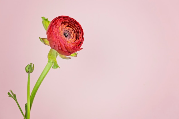 Ranunkulyusa flor roja en un tallo largo en primer plano de fondo rosa