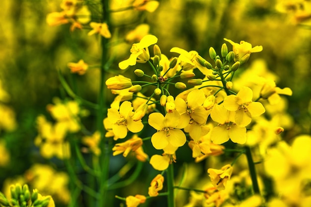 Rapak leuchtend gelbe Blume Selectiver Fokus