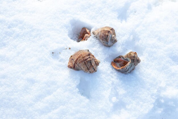 Rapan-Muscheln auf weißem Schnee, an der Küste im Winter.