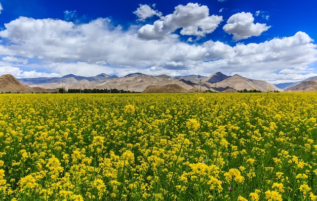 Rapas oleaginosas en el campo contra el cielo
