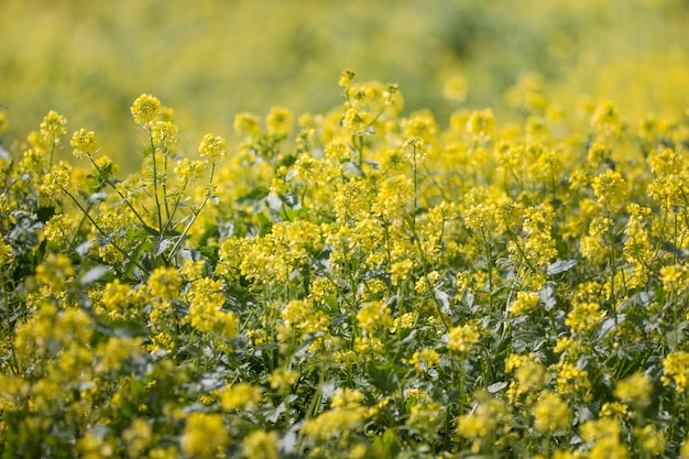 Rapaseed (Kohl napus) Blume