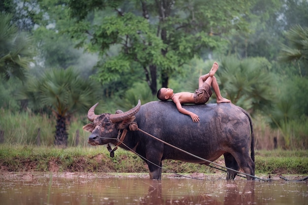 Rapaz do país asiático encontra-se sobre o búfalo no campo de arroz