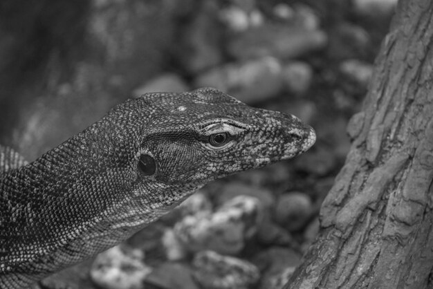 Foto rápidos e cobras na alemanha