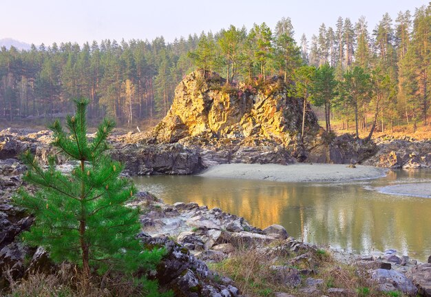 Rápidos de Manzherok en las montañas de Altai Pinos en las orillas rocosas del río Katun