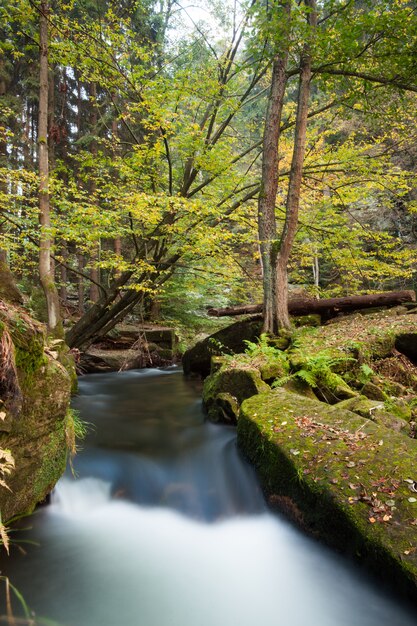 Rápidos que fluyen a lo largo de exuberante bosque