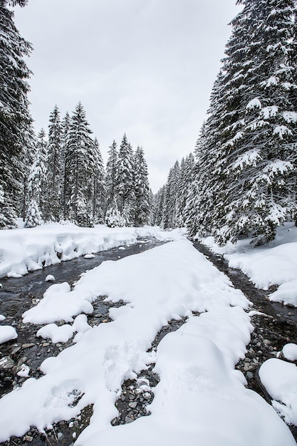 Rápidos de ríos turbulentos en un bosque pintoresco durante el invierno. paisaje mágico