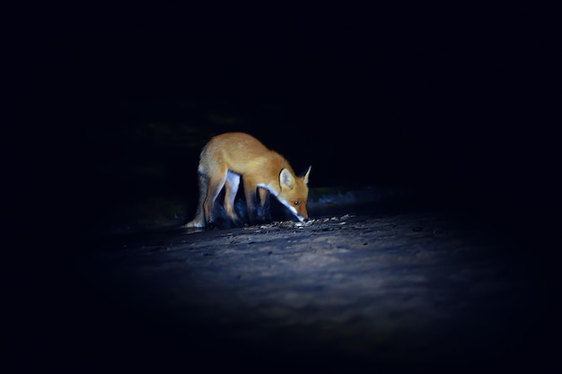 raposa armadilha fotográfica de animais selvagens à noite